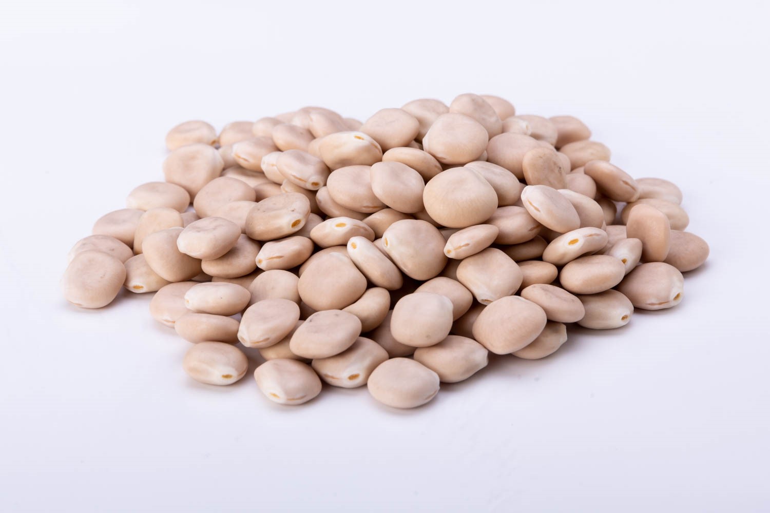 תורמוס מתוק שקיל