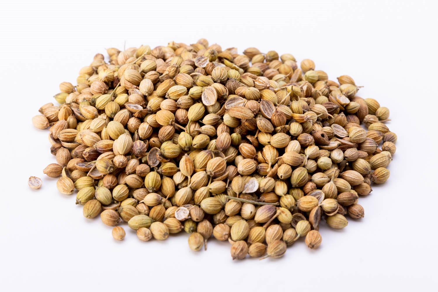 כוסברה הודית שלמה